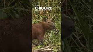 Chig&uuml;ire, la serie | Cap&iacute;tulo 2/10 🤠 #capibara #llano #carpincho #chiguiro #chiguire #colombia