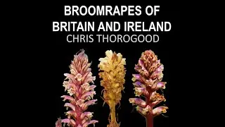 Broomrapes (Orobanche & Phelipanche) of Britain and Ireland