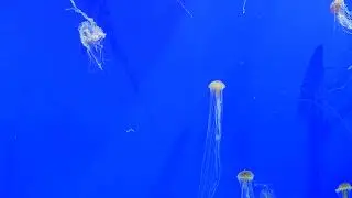 Georgia Aquarium - Jellies Camera