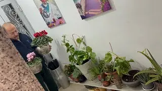 COME PIANTARE 🪴 I MIEI CICLAMINI E PIANTE GRASSE🌵🌴🌷