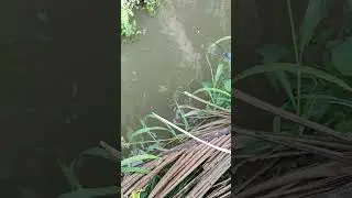 #fishing #microfhising #mancing #mancingceria #mancingceria #mancingmania #mamcingliar #rivercastid
