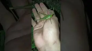 beautiful green grasshopper 😍🥰 #shorts