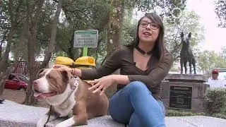 Consecuencias de la obesidad en perros