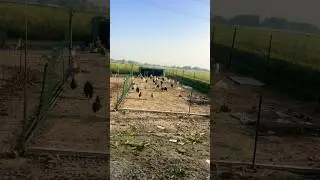 BRAHAMA FANCY HENS HOME SETUP #chicken #youtubeshorts #shorts