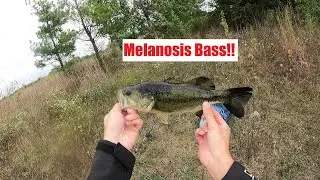 Melanosis Bass & the Megabass Dark Sleeper !