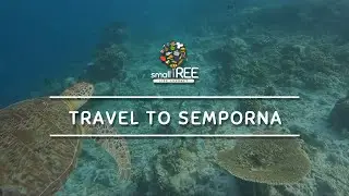 🐢Exploring Malaysia's Maldives : Semporna, Tawau. The Paradise Island of Sea Creatures ❗️