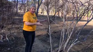 Former UNC basketball coach Sylvia Hatchell replants blueberry patch after Helene