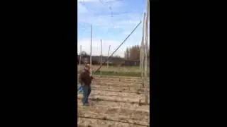 Hop Stringing