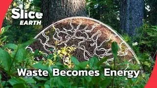 Как лесные муравьи превращают гниение в жизнь | Часть 2 | SLICE EARTH