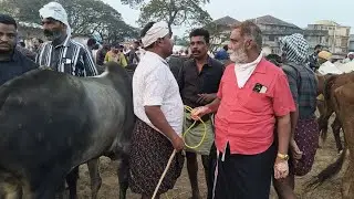 27/12/25 കുഴൽമന്നം ചന്ത മൂരി കച്ചവടം പോത്ത് കച്ചവടം #baffalo #cow #cowandbuffalo 