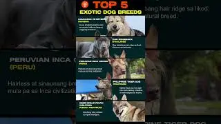 Top 5 Exotic Dog Breeds | Archlight Media