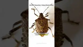 Stink Bug | The Smelliest Insect On Earth