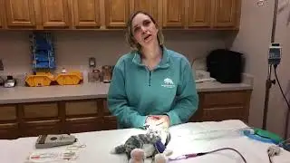 BPZoo Virtual Chat 34 - Tour of Vet Hospital with Dr Lipanovich