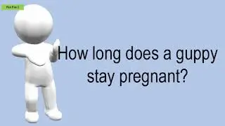How Long Does A Guppy Stay Pregnant?