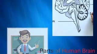Various system of Body/Nervous system /circulatory /digestive/Execretary)