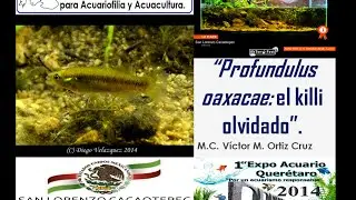 Profundulus oaxacae: ExpoAcuario Quer&eacute;taro 2014