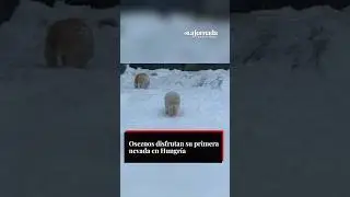 Oseznos disfrutan de la nieve en Hungr&iacute;a