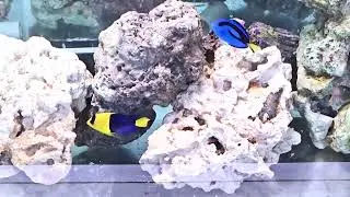 Blue Tangs, Tomini, Bicolor, Emperor Angel,  Filamented Fairy Wrasse, Melanurus Wrasse