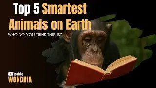 The Smartest Animals in the World