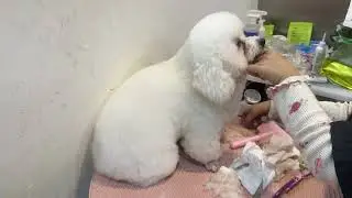 Time for shower and grooming poodle #dog #poodle #shower #grooming #lovedog #smartdog 