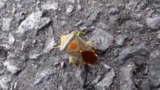 Acanthosoma Shield Bug on the Run セアカツノカメムシ♀の擬死落下と起き上がり運動