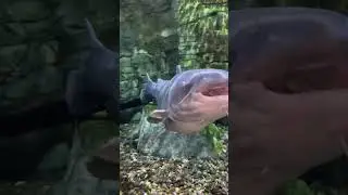 One big fish! #fishing #catfish #swimming