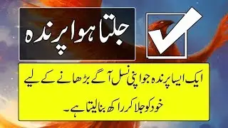 What Is Phoenix Bird In Urdu and Hindi