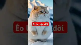 &Eacute;o le cuộc đời #nasara #neopets #pets #cat #petfashion