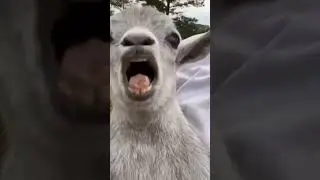 lucu banget #goat #babygoats #funny #funnycomedy #kanji19
