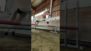 Schau dir jetzt unsere anderen Videos an 😍🙋🏻&zwj;♀️. #pferd #horse #haflinger #pony #pferde
