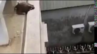 Frog suicide