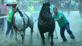 STRAPARIJADA ZARKOVAC 2017 LAKA KATEGORIJA