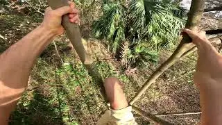 Swinging Between Two Flame Gold Rain Trees