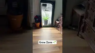 Perpetual Setup 🌱#GrowWeed #HomeGrow #CannabisCommunity #SeedToHarvest #MarsHydro #SpiderFarmer