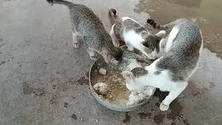 Hungry Rural Cats and Kittens at Home - I Have Given Fish 1 Piece