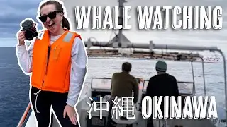 Whale Watching | Things to do in Okinawa 🇯🇵