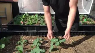 Vegepod &mdash; обновление за 3 неделю