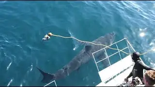 Great White Shark Diving at Dyer Island, South Africa