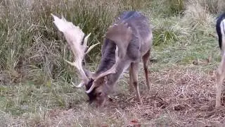 Deer in Dyrehaven, Denmark