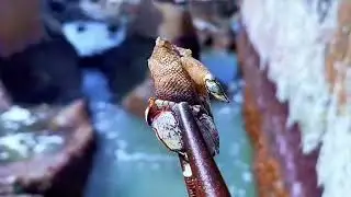 Hunting devil claw snails