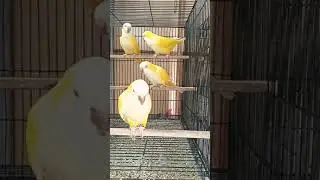 Beautiful Yellow Quaker | Quaker Parrots | Reality Of Life