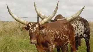 Ankole-Watusi; The Horned Giants You&rsquo;ve Never Seen Like This!