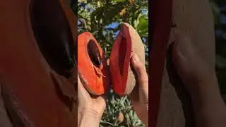 Mamey Sapote is one of our favorite fruits this time of year!