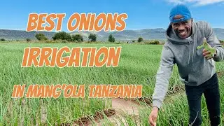 The best irrigation system Mang’ola farmers in Tanzania are using  to grow the best onions