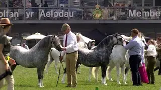 Merlod Mynydd Cymreig - March 4-7 | Welsh Mountain Ponies - Stallion 4-7