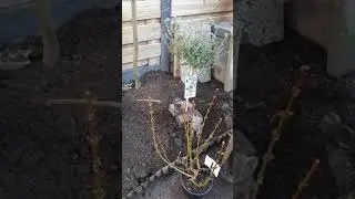 In de tuin werken met hulp van de kippen