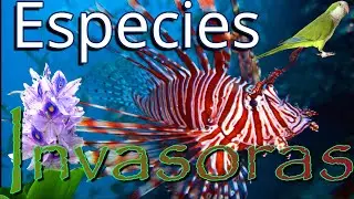 ¿Qué son las especies INVASORAS?