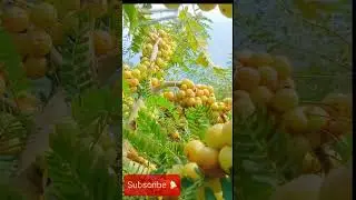 Cermai fruit (Buah cermai) #fresh #fruit #makanbuah #buahbuahansegar