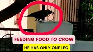 Feeding food to crow. It has only one leg.