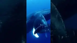 Whale Crying : When Ocean Animals Communicate, Navigate, and Hunt
